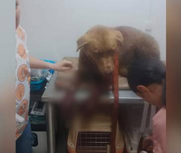 Atención veterinaria del perro herido en el municipio de La Unión, Oriente antioqueño. FOTO: TOMADA DE FACEBOOK NOTICIAS LA UNIÓN, ANTIOQUIA