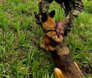 Ella era Mosly, perra antiexplosivos del Ejército. FOTO: CORTESÍA SÉPTIMA DIVISIÓN