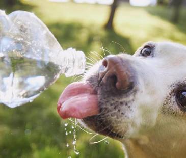 Garantice en casa espacios ventilados para sus mascotas: la comodidad es clave. FOTO: CANVA