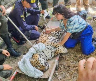 El macho de 120 kilos tenía signos de agotamiento. La foto es del martes 16 de junio, cuando fue rescatado. FOTO: X @RADNALCO