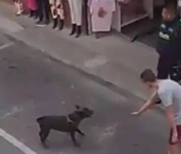 <span class="mln_uppercase_mln">El</span><b><span class="mln_uppercase_mln"> canino se mostró inquieto al ver la aglomeración de personas y que su dueño estaba siendo acorralado por los policías. FOTO: TOMADA DE VIDEO </span></b>