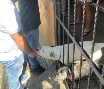 Estos son los dos perros que aparecen en el video difundido en redes. FOTO: CORTESÍA ALCALDÍA DE BELLO