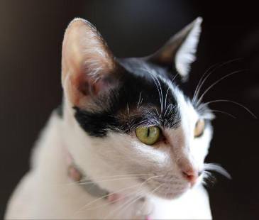 Antes de pensar que su felino es sordo, acéptelo: a su gato le encanta ignorarlo. FOTO: MAGNIFIC