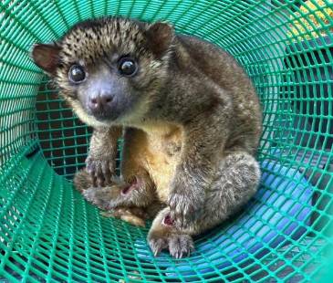 A este curioso animalito también se le conoce como jagua yvyguy, zorro vinagre, zorro pitoco, perro de agua, perro vinagre y perro selvático. FOTO: POLICÍA