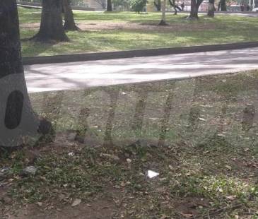 Contra este árbol chocó la víctima para ser trasladada a centro asistencial donde murió. FOTO: GUILLERMO OSPINA MUÑOZ