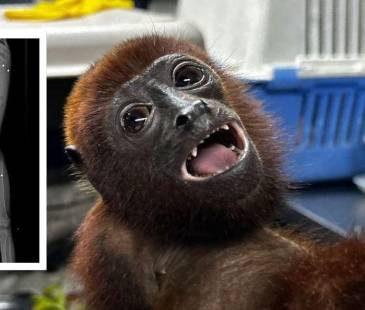 Al estar distribuidos en varias zonas, los perdigones deterioraron la salud del animal hasta llevarlo a al muerte. FOTO: CORANTIOQUIA