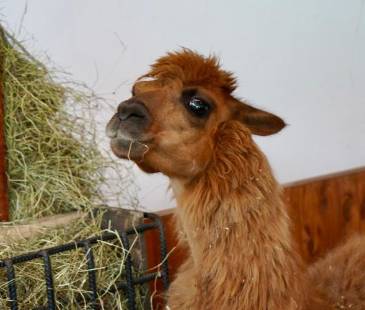 Ámbar, la llama rescatada en Rionegro. FOTO: ALCALDÍA DE RIONEGRO