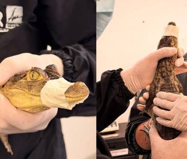 Babillas que llegaron al Centro de Atención, Valoración y Rehabilitación de Fauna Silvestre (Cavr) del Área Metropolitana del Valle de Aburrá. FOTO: CORTESÍA ÁREA METROPOLITANA
