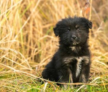 Fotografía ilustrativa del cachorro. FOTO: CANVA