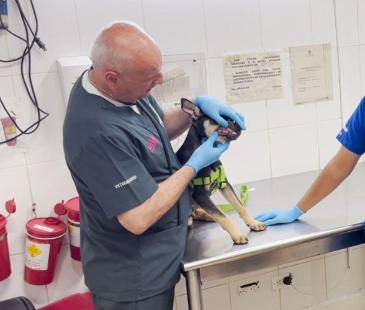 El curso también enseñará cómo preparar un kit básico para mascotas. FOTO: ALCALDÍA DE MEDELLÍN