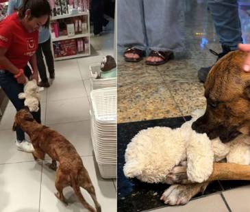 Perrito roba juguete en el Miniso. FOTO: REDES SOCIALES