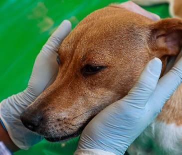Jornada de esterilización para mascotas. FOTO: ARCHIVO - MANUEL SALDARRIAGA