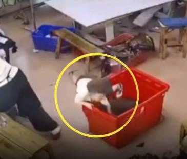 Los trabajadores del lugar no se percataron del escondite elegido por el menor. FOTO: CAPTURA DE VIDEO X @ANXIOUSVIDS