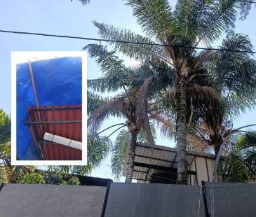 Aunque a simple vista el árbol parece normal, ya ha causado varios daños sobre techos (foto detalle) y otras estructuras. FOTOS: ALEJANDRA MORALES RÍOS