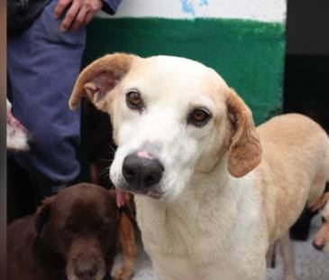 Medellín tendrá varios eventos dedicados a los animales de compañía. FOTO: ALCALDÍA DE MEDELLÍN