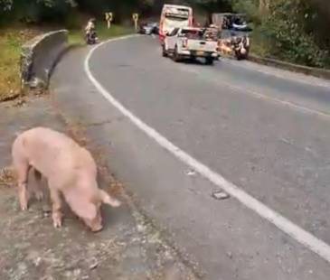 Los cerdos escaparon después del accidente en la vía Yarumal-Santa Rosa de Osos. FOTO: REDES SOCIALES
