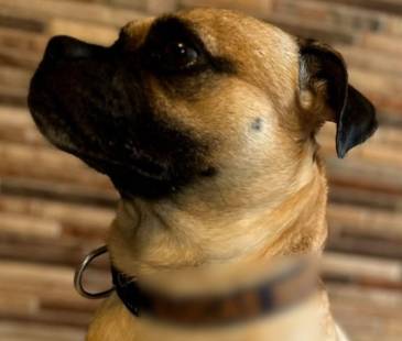 Este es Lucas, el perrito agredido en Envigado. FOTO: CORTESÍA
