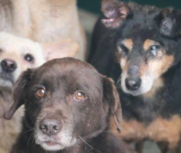 Algunos de los animales que buscan hogar en La Perla. FOTO: ALCALDÍA DE MEDELLÍN
