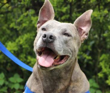 Los pitbull son una de las razas catalogadas como de manejo especial. FOTO: ALCALDÍA DE MEDELLÍN