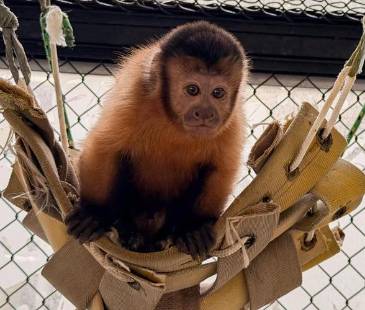 Fauna silvestre reubicada en el Parque de la Conservación. FOTO: ÁREA METROPOLITANA
