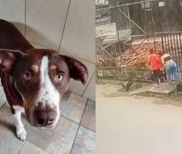 Perrita fue abandonada en La Estrella. FOTO: ALCALDÍA DE LA ESTRELLA