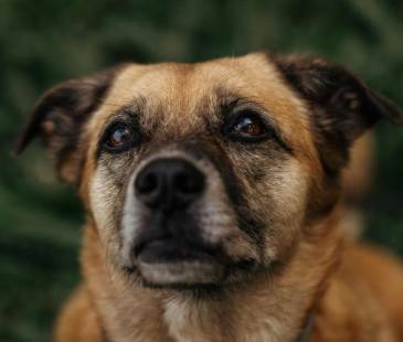 7 perros han sido envenenados entre 2024 y 2026, dos de ellos han muerto (Imagen de referencia). FOTO: CANVA