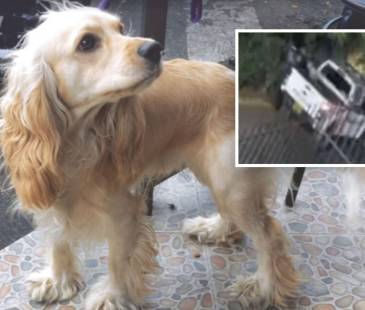 Él era Dante. En el recuadro se ve el momento en el que, presuntamente, un policía lo abandonó momentos después de ser atropellado. FOTOS: CORTESÍA Y CAPTURA DE VIDEO