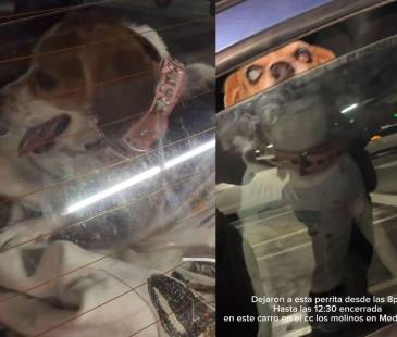 Perrita fue dejada encerrada en un carro por 4 horas. FOTO: Instagram @saraestrada1
