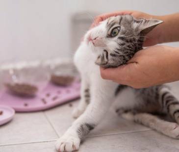 Más de 250 casos de envenenamiento se investigan en Medellín. FOTO: EL COLOMBIANO