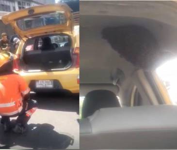 Panal de abejas fue encontrado en taxi de Medellín. FOTO: CORTESÍA DENUNCIAS ANTIOQUIA