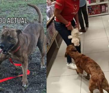 El perrito viral de Miniso ya tiene nuevo hogar. FOTO: REDES SOCIALES