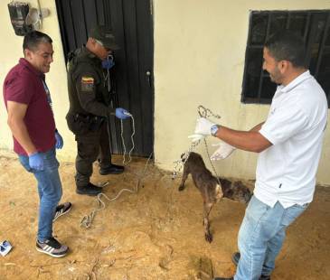 El momento en que uno de los animales fue rescatado por personal de la Policía y de la Alcaldía de Medellín. FOTO: POLICÍA METROPOLITANA