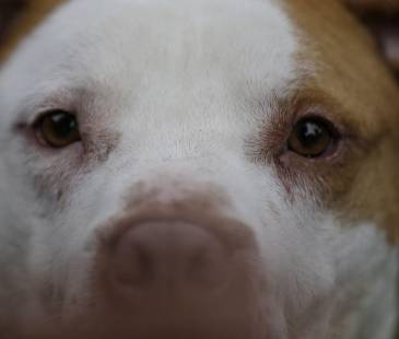 La Corte aseguró que, por el contrario, la vejez del animal implica mayor cuidado y protección. FOTO: COLPRENSA