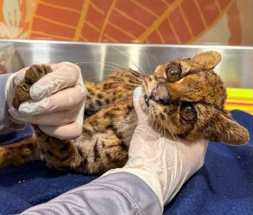 El animal tenía visibles signos de maltrato. FOTO: ALCALDÍA DE MEDELLÍN