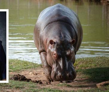El número de estos animales en Colombia ya supera los 200. FOTOS: @ANANTAMBANIII, <span class="mln_small-caps_mln">INSTITUTO HUMBOLDT</span>