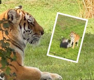 Aún no se conocen las razones que llevaron al hombre a entrar al recinto del animal. FOTOS: X @GAVINVALENTI Y CAPTURA DE VIDEO REDES SOCIALES
