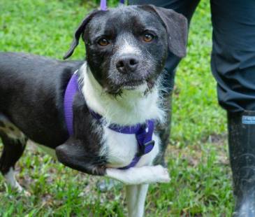 Uno de los perritos disponibles para adopción en La Perla. FOTO: ALCALDÍA DE MEDELLÍN