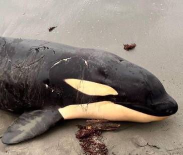 Las causas de varamiento de la orca son materia de investigación. FOTO: FACEBOOK PUERTO ESCONDIDO - CÓRDOBA - COLOMBIA