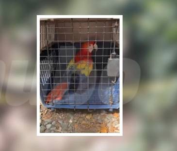 La guacamaya será revisada por las autoridades pertinentes antes de recobrar su libertad. FOTO: CORTESÍA