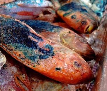Este pescado no cumplía con las condiciones sanitarias. FOTO: ALCALDÍA DE BELLO