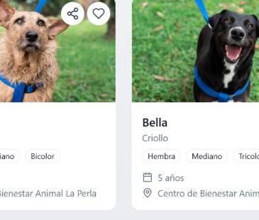 Algunos de los perritos disponibles para adopción en SabueSOS. FOTO: ALCLADÍA DE MEDELLÍN