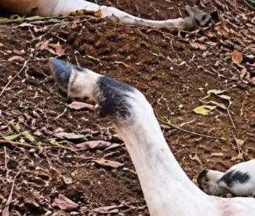 Reses muertas en el campo. FOTO: TOMADA DE FACEBOOK GABRIEL VILLA PÉREZ