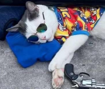 El gato estaría siendo usado para pedir dinero. FOTO: CORTESÍA DENUNCIAS ANTIOQUIA