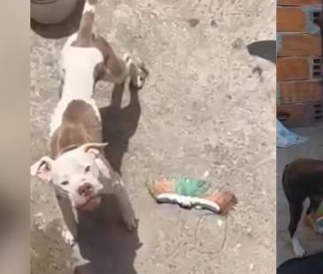<span class="mln_uppercase_mln">Los</span><b><span class="mln_uppercase_mln"> perros fueron encontrados con bajo peso y en condiciones insalubres. FOTO: TOMADA DE VIDEO </span></b>