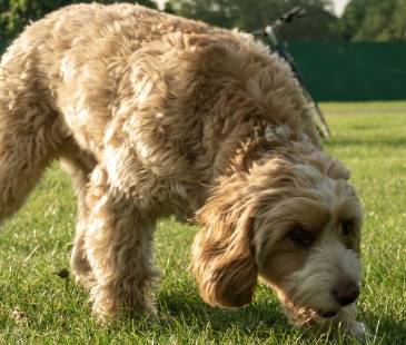 Tres mascotas habrían sido envenenadas en los últimos meses. FOTO: CANVA