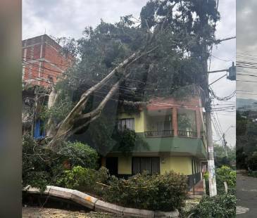 <span class="mln_uppercase_mln">Así</span><b><span class="mln_uppercase_mln"> quedó la calle tras la caída del árbol en el barrio La Asunción. FOTO: FAISURY SÁNCHEZ ARREDONDO</span></b>