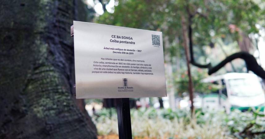 Placa Árbol más antiguo de Medellín. /FOTO: ALCALDÍA DE MEDELLÍN 