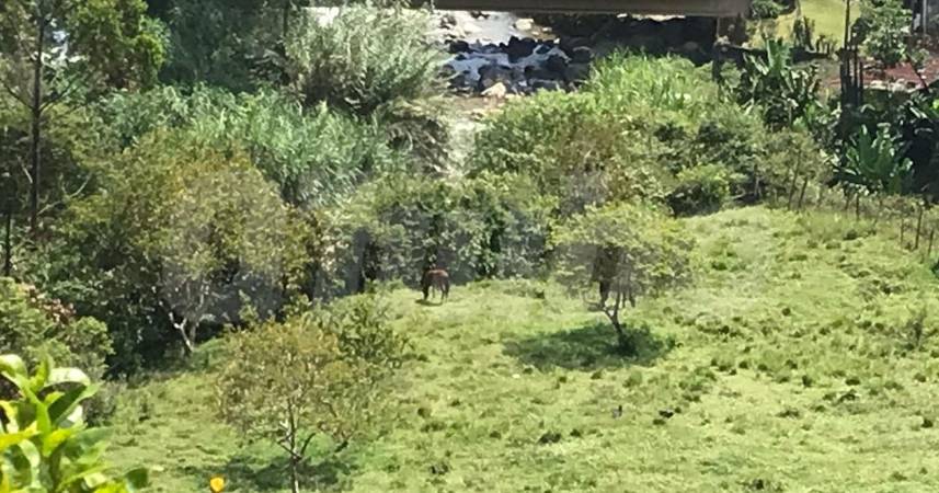 Esta es la yegua a la que la víctima iba a darle de comer. FOTO: LAURA ROSA JIMÉNEZ VALENCIA