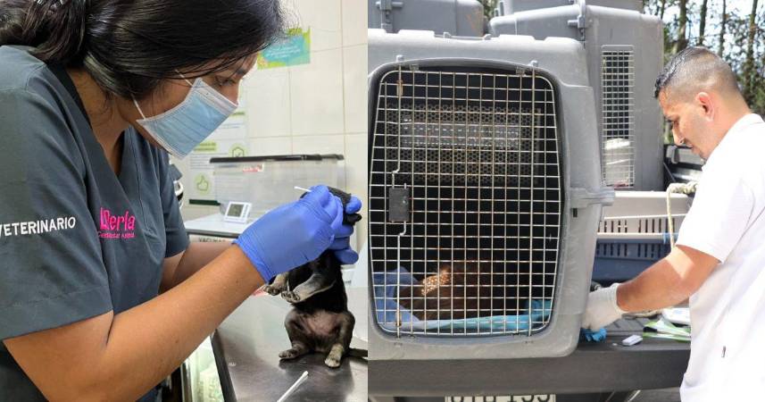 En La Perla atienden varios animales afectados por la pólvora. FOTO: CORTESÍA ALCALDÍA DE MEDELLÍN