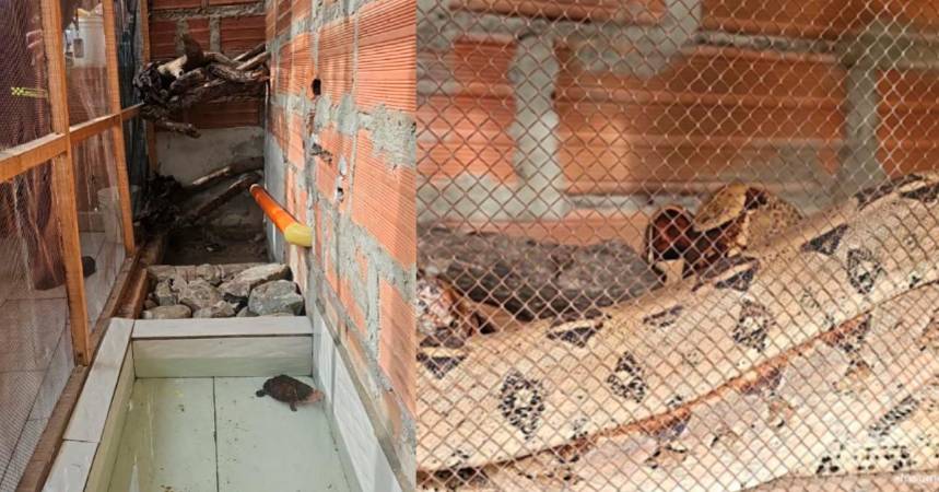 Así estaban las boas constrictor y la tortuga matamata. /FOTO: CORTESÍA 